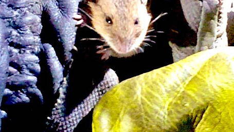 A vole lotta lovin’ from Bantry's firefighters Image