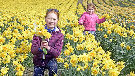 Public abused generosity of daffodil farm Image