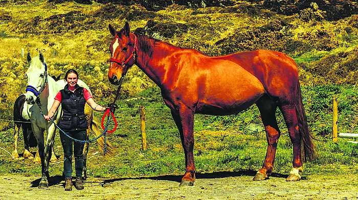 Gorse fires threatened the safety of Beara horses Image