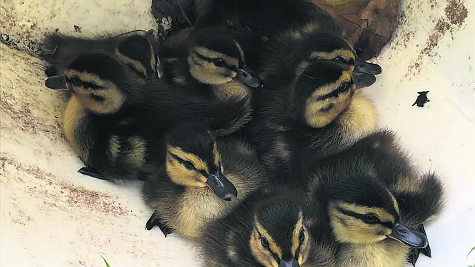 Ducklings are rescued after falling through cattle grid Image