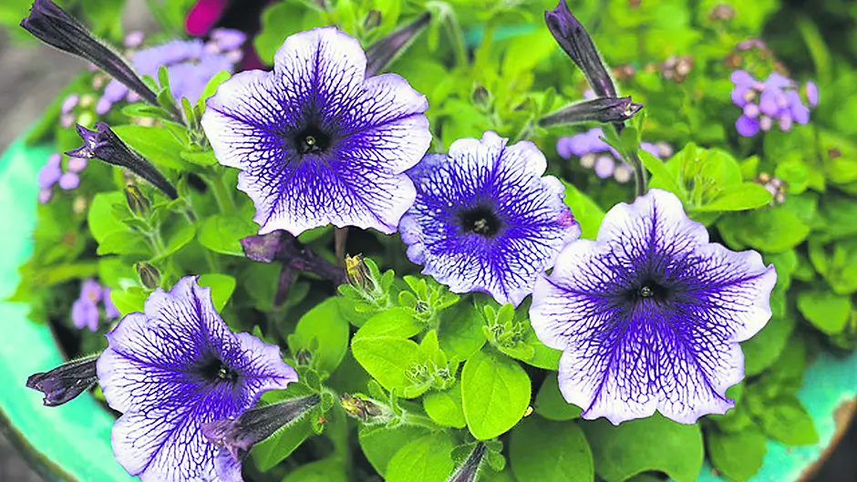Don’t be too precious with your plants Image