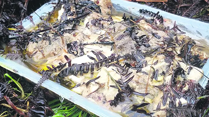 Bait trays are found after buzzard killed in Kealkil Image