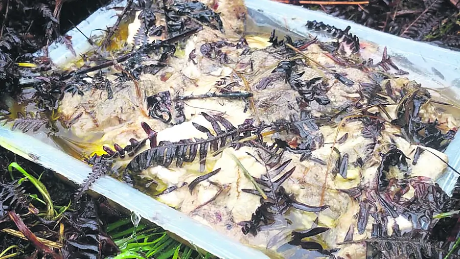 Bait trays are found after buzzard killed in Kealkil Image