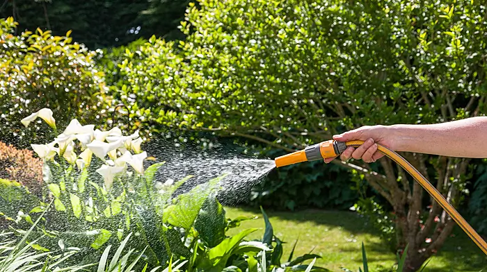 Hosepipe ban now likely Image