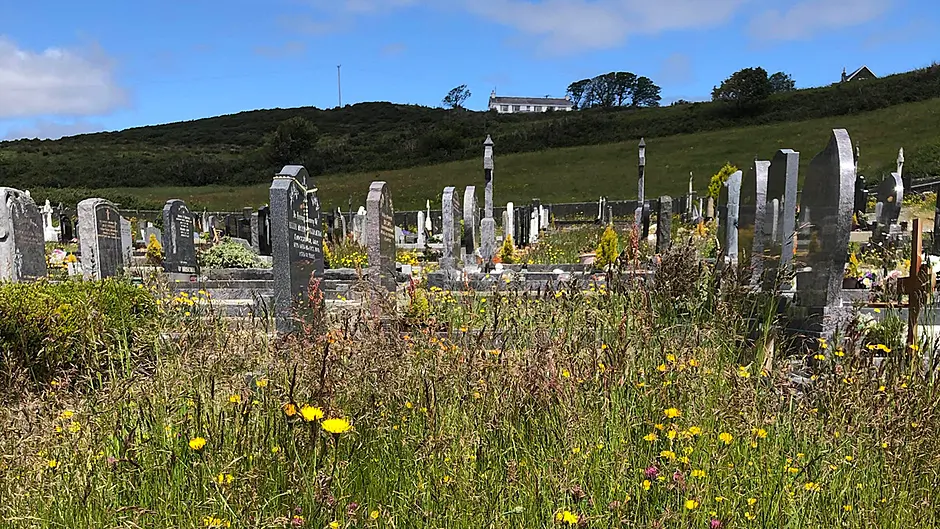 Graveyards as wild as jungles Image