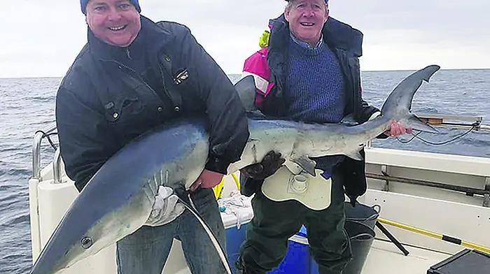 First blue sharks of year Image