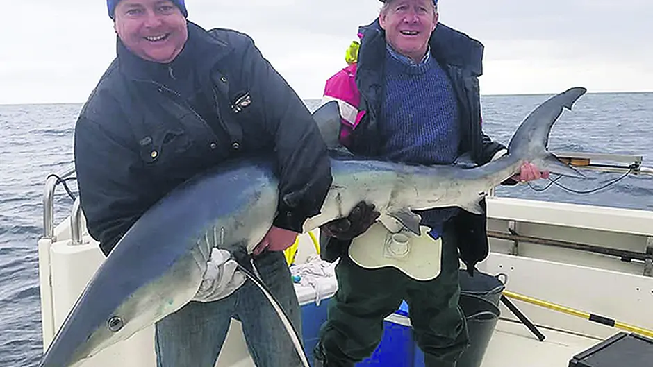 First blue sharks of year Image