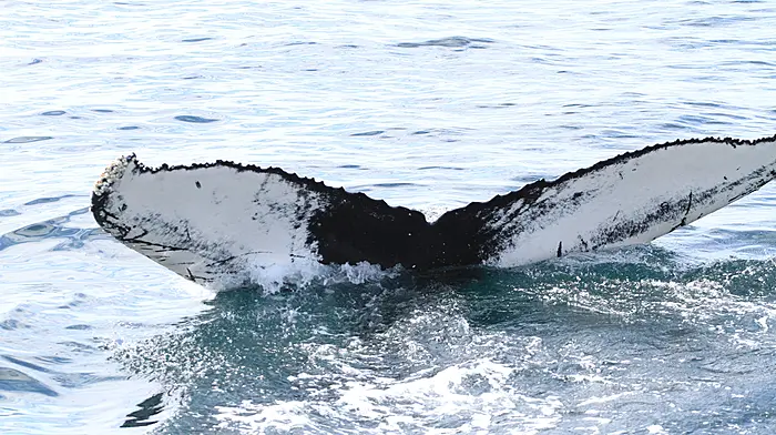 Two TDs observe three whales off the Seven Heads Image