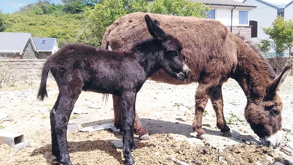 Cllr raises animal welfare concerns at Bantry halting site Image