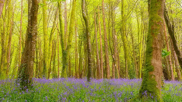 Castlefreke Woods’ bid to be included in bio-diversity scheme Image
