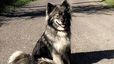 Surge in dog thefts during lockdown Image