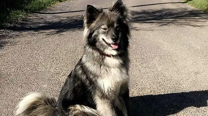 Surge in dog thefts during lockdown Image