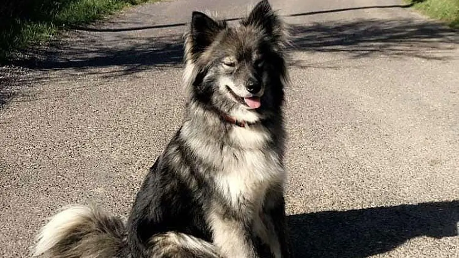 Surge in dog thefts during lockdown Image