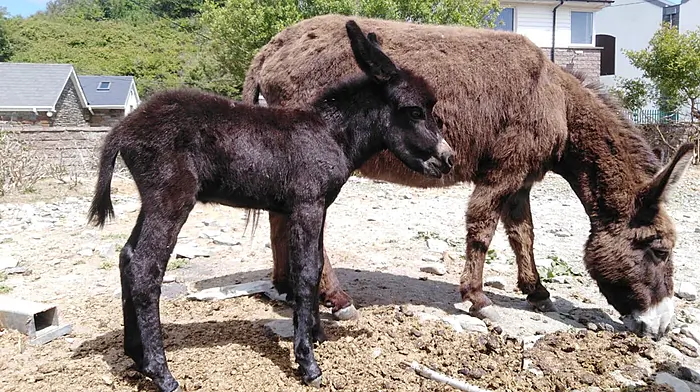 Collins was ‘vilified’ for donkey remarks Image