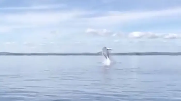 Visitors have whale of a time off Clon coast Image