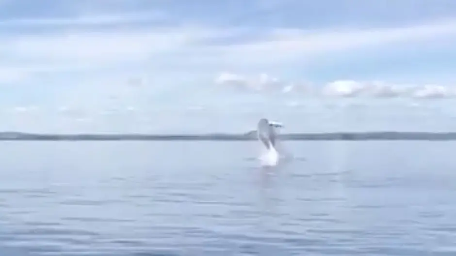 Visitors have whale of a time off Clon coast Image