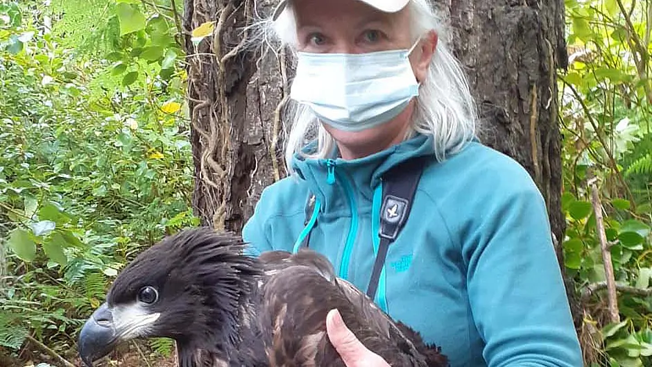 Hopes that white-tailed eagles will join ‘Dot’ Image