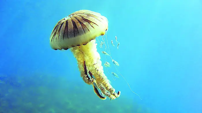 Deadly jellyfish are back in West Cork Image
