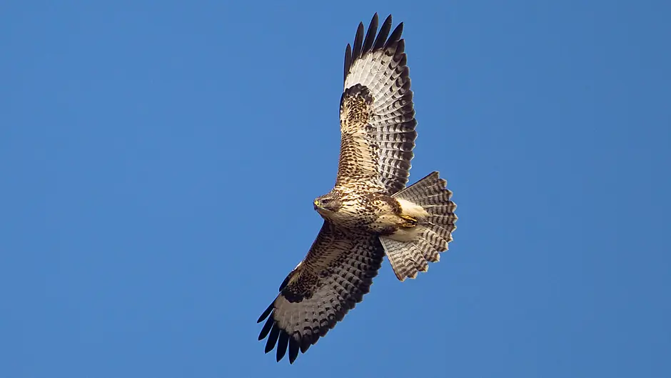 Reward of €5,000 offered for info on 23 poisoned buzzards Image