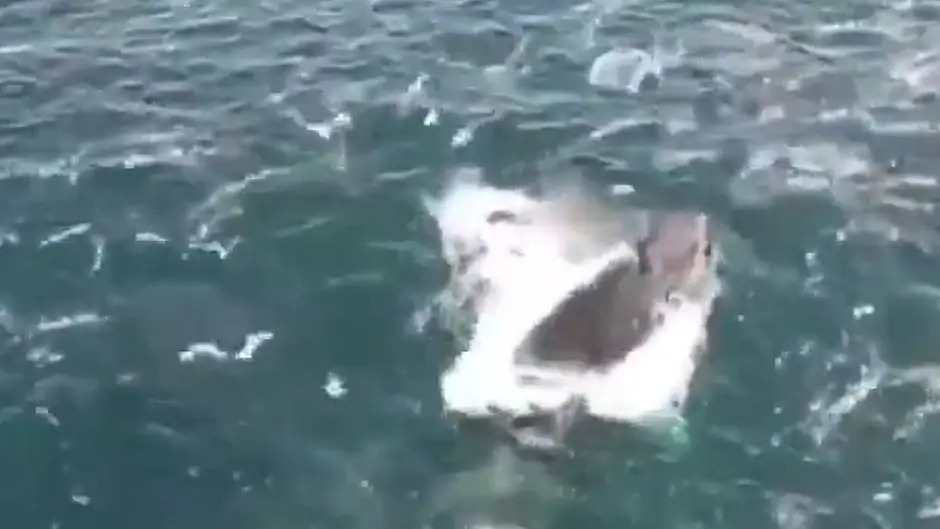 WATCH: Incredible footage of whale feeding near Courtmacsherry goes viral Image