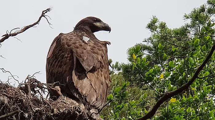 Help name Glengarriff’s eagle chick before she takes flight Image