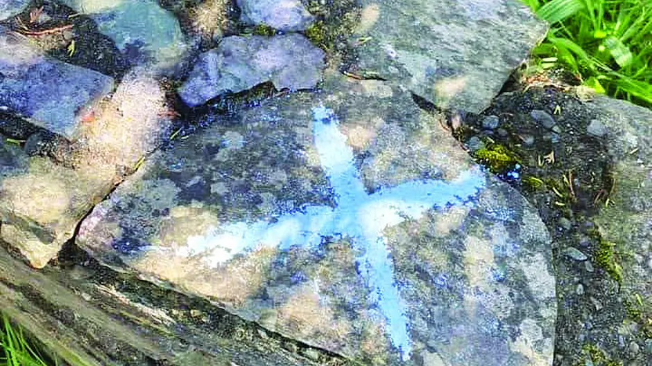 Dog thefts an ‘epidemic’ as drones are seen locally Image