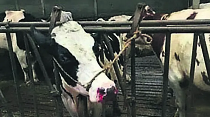 Cow bleeds from nostrils after eating bits of aluminium can Image