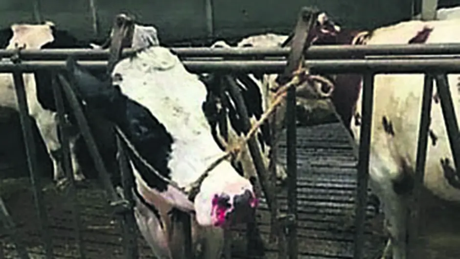 Cow bleeds from nostrils after eating bits of aluminium can Image