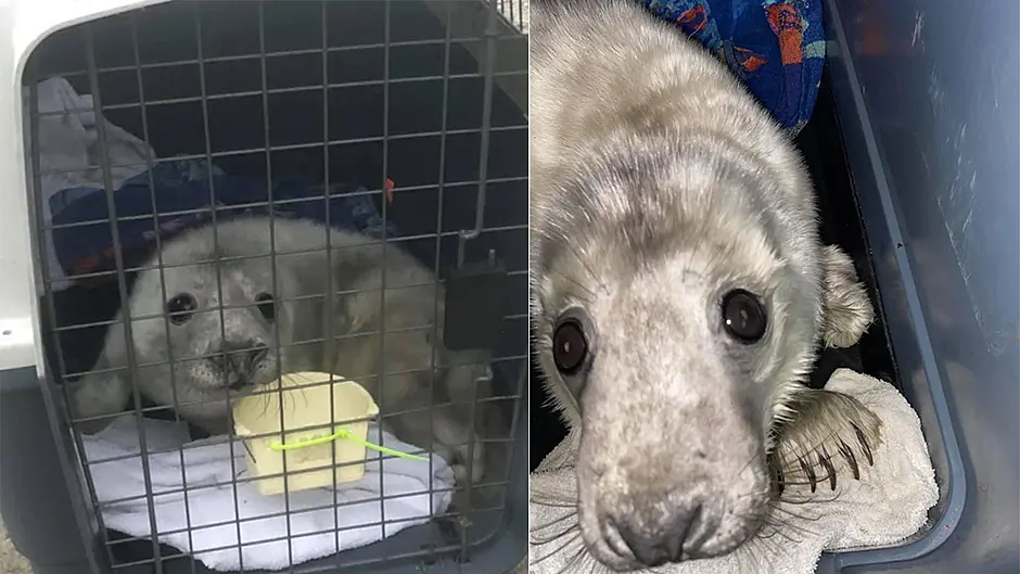 Sanctuary for seal pup abandoned by his mum Image