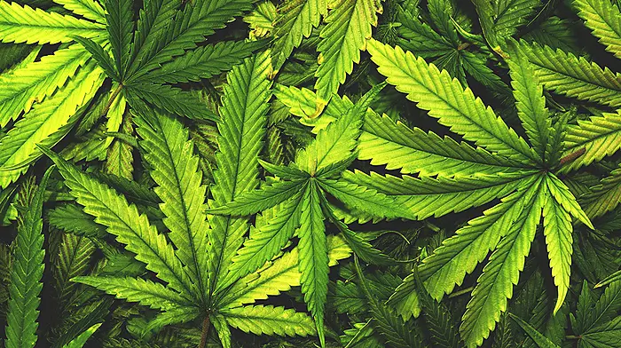 Woman charged after suspected cannabis herb seized in Kinsale Image
