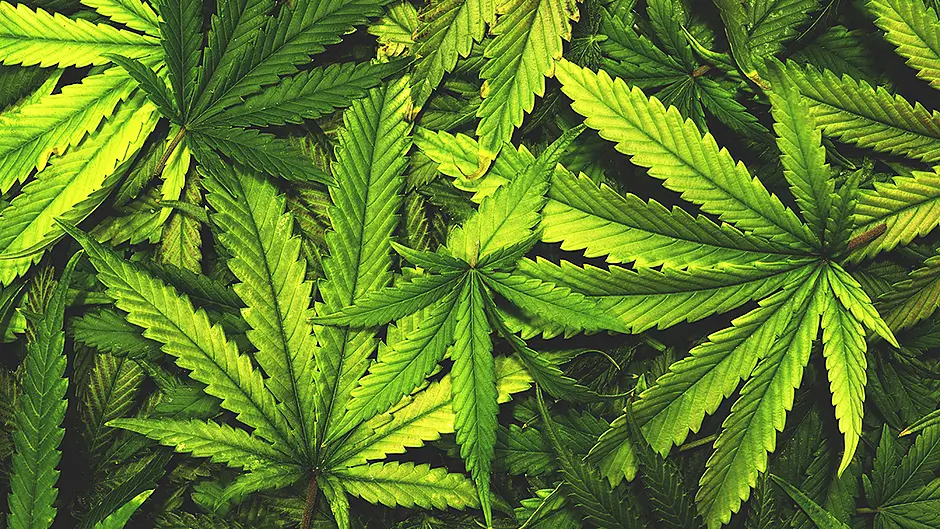 Woman charged after suspected cannabis herb seized in Kinsale Image