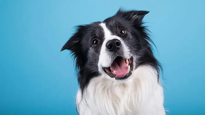 Keep tabs on your  pet dog Image