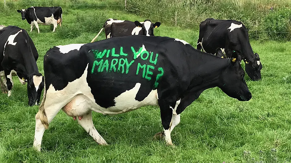 My cows get better health service than the public do – says Dunmanway Cllr Image
