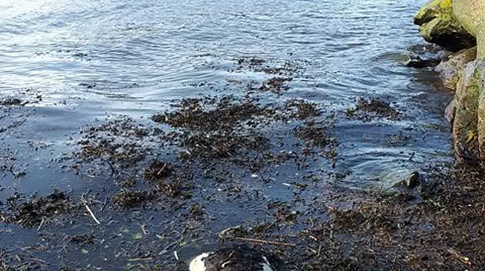 Dead calf washed up in Ring  is the third in six months Image