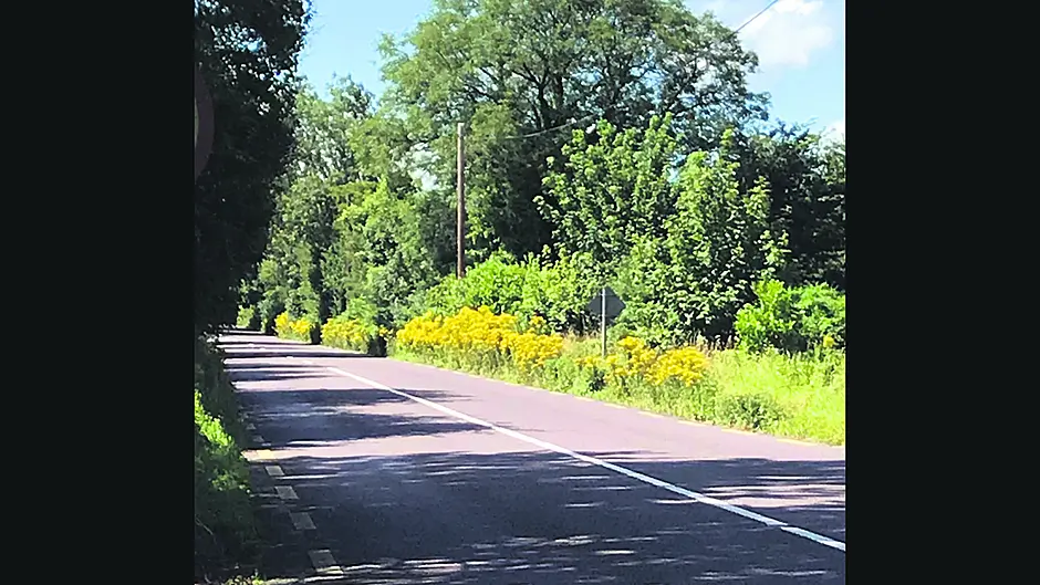 West Cork is a ‘breeding ground’ for ragwort and knotweed Image