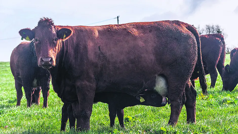 Farmers must be given credit  for the sequestering of carbon Image