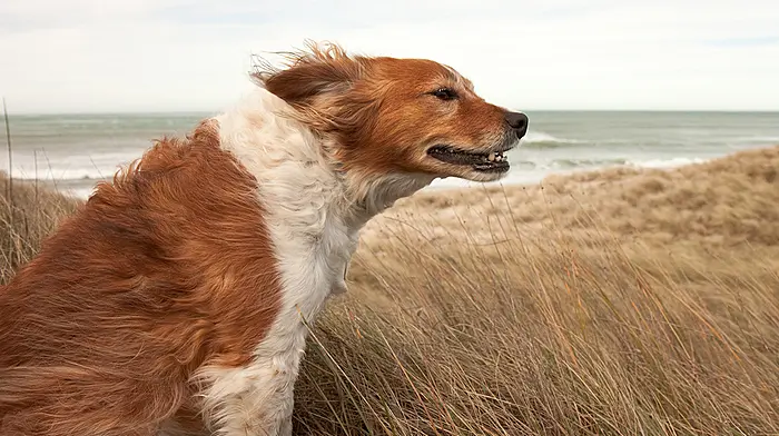 Storm Aiden brings Status Orange wind warning; Council issues flood alert for Bantry Image