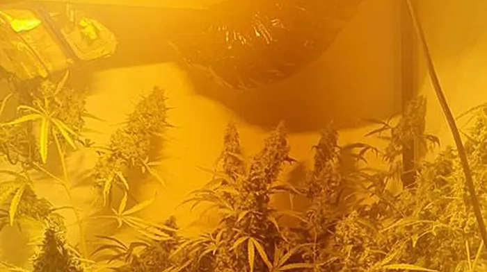 Over €20k of suspected cannabis seized at grow house in Inchigeela yesterday Image