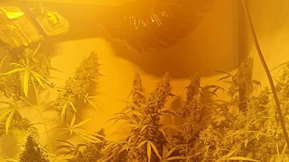 Over €20k of suspected cannabis seized at grow house in Inchigeela yesterday Image