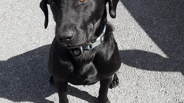 Gardaí sniff out €5,000 worth of cannabis hidden in car near Clonakilty Image