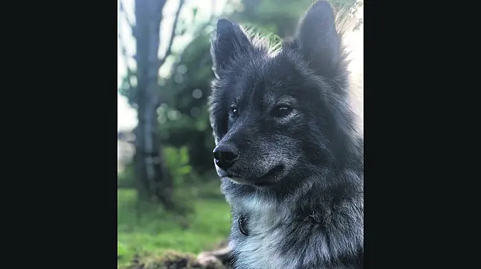 Whale trips and alpaca walks offered to help find Cooper Image