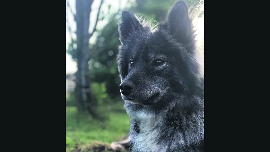 Whale trips and alpaca walks offered to help find Cooper Image