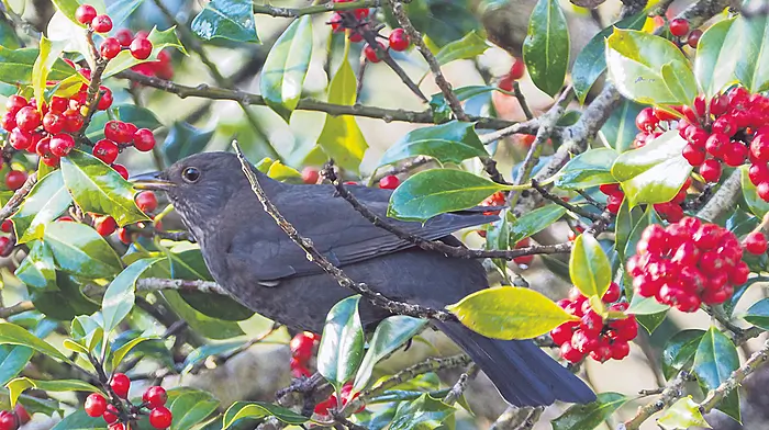 Share berry bounty with the birds Image