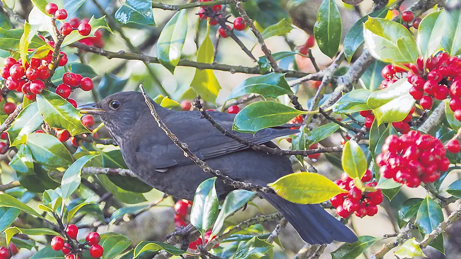 Share berry bounty with the birds Image