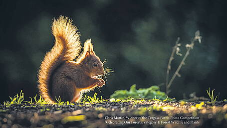 Cork winner of forestry photo competition Image
