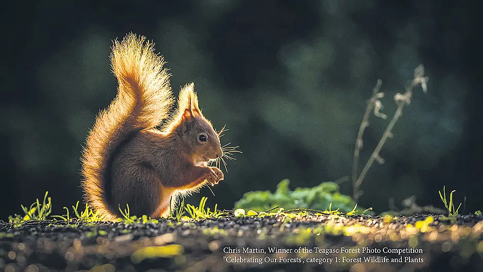 Cork winner of forestry photo competition Image