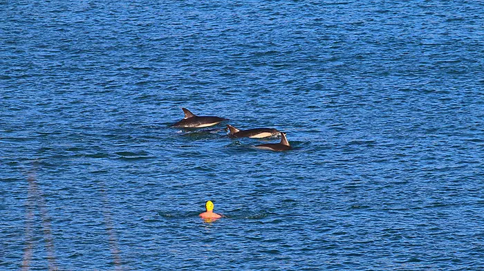 Harry gets up close to Myrtleville’s dolphins Image