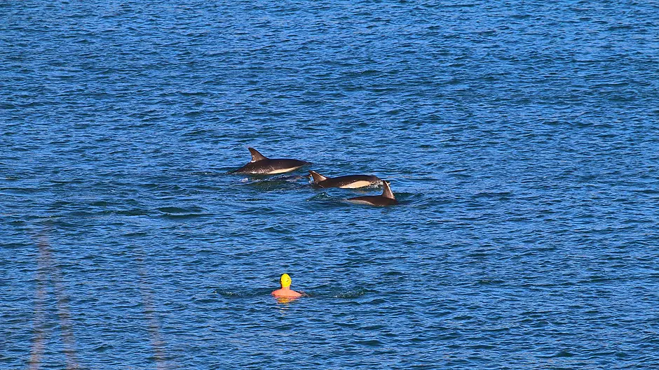 Harry gets up close to Myrtleville’s dolphins Image