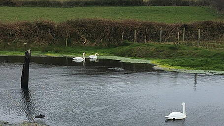 Farmer Billy has created his own swan lake – complete with a friendly croc! Image