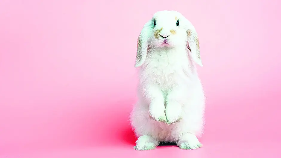 Not a very happy (Easter) bunny! Image